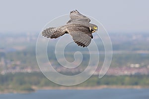 Slechtvalk, Peregrine Falcon, Falco peregrinus