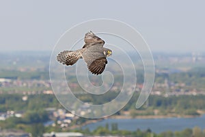 Slechtvalk, Peregrine Falcon, Falco peregrinus photo