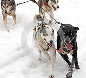 Sled dog