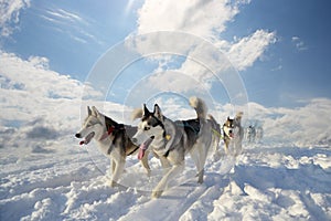 Sled dog breed Siberian Husky photo