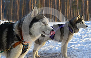 Sled dog breed Siberian Husky