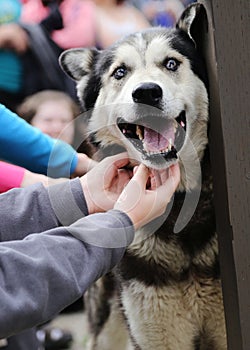 Sled Dog Denali National Park Alaska