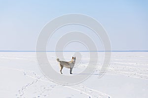 Sled dog on the frozen bay