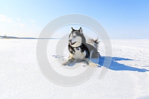 Sled dog on the frozen bay
