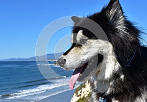 Sled Dog Looking from a Bluff at the Ocean
