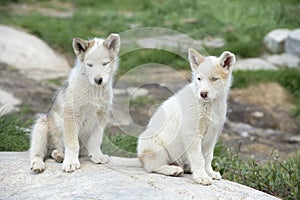 Sled dog puppies