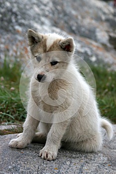 Sled dog puppy sitting in Ilulissat
