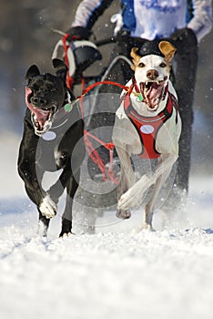 Sled dog race