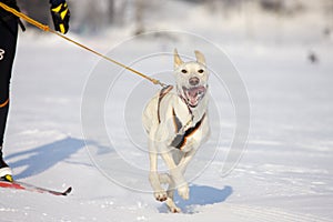 Sled dog Race in Lenk / Switzerland 2012