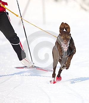 Sled dog Race in Lenk / Switzerland 2012