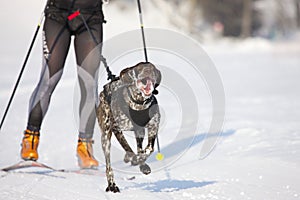 Sled dog Race in Lenk / Switzerland 2012