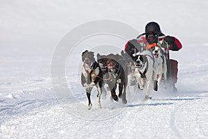 Sled dog Race in Lenk / Switzerland 2012