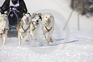 Sled dog Race in Lenk / Switzerland 2012