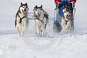 Sled dog Race in Lenk / Switzerland 2012