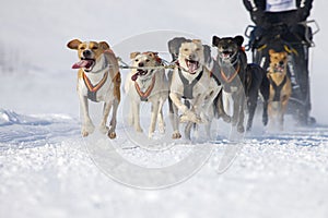 Sled dog Race in Lenk / Switzerland 2012