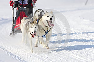 Sled dog Race in Lenk / Switzerland 2012