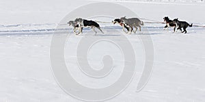 Sled dog Race in Lenk / Switzerland 2012