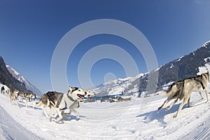 Sled dog Race in Lenk / Switzerland 2012