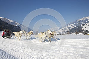 Sled dog Race in Lenk / Switzerland 2012