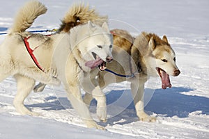 Sled dog Race in Lenk / Switzerland 2012