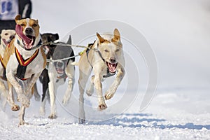 Sled dog Race in Lenk / Switzerland 2012