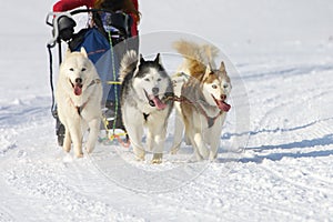 Sled dog Race in Lenk / Switzerland 2012