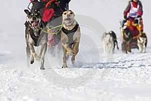 Sled dog Race in Lenk / Switzerland 2012