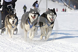 Sled dog Race in Lenk / Switzerland 2012