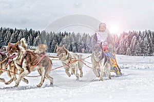 Sled dog race on snow in winter