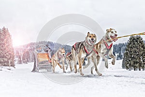 Sled dog race on snow in winter