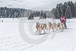 Sled dog race on snow in winter