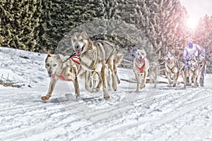 Sled dog race on snow in winter