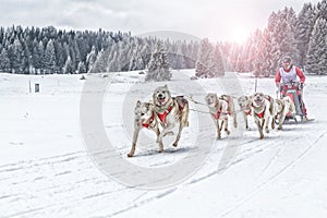 Sled dog race on snow in winter