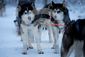 Sled dog race on snow in winter