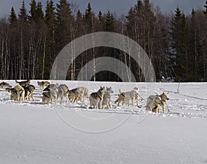 Sled dog racing