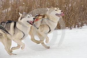 Sled dog racing