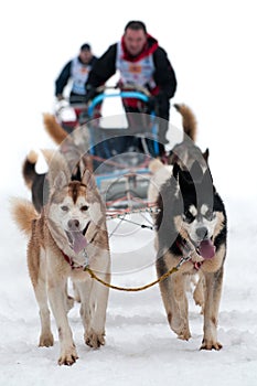 Sled Dog Racing