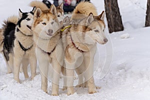 Sled dog racing with husky dogs, front view, close-up