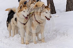 Sled dog racing with husky dogs, front view, close-up