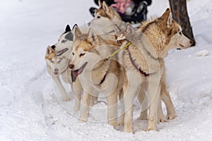 Sled dog racing with husky dogs, front view, close-up