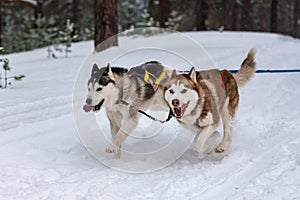 Sled dog racing. Husky sled dogs team in harness run and pull dog driver. Winter sport championship competition