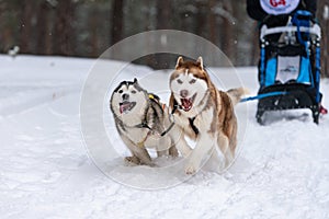 Sled dog racing. Husky sled dogs team in harness run and pull dog driver. Winter sport championship competition