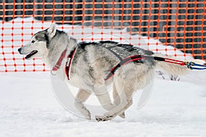 Sled dog racing. Husky sled dogs team in harness run and pull dog driver. Winter sport championship competition