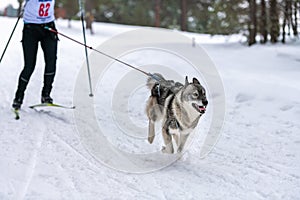 Sled dog racing. Husky sled dogs team in harness run and pull dog driver. Winter sport championship competition