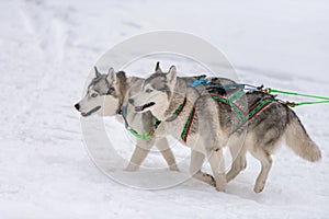 Sled dog racing. Husky sled dogs team in harness run and pull dog driver. Winter sport championship competition