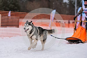 Sled dog racing. Husky sled dogs team in harness run and pull dog driver. Winter sport championship competition