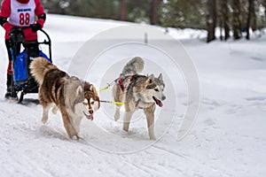 Sled dog racing. Husky sled dogs team in harness run and pull dog driver. Winter sport championship competition