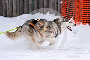 Sled dog racing. Husky sled dogs team in harness run and pull dog driver. Winter sport championship competition