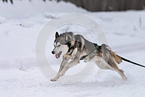 Sled dog racing. Husky sled dogs team in harness run and pull dog driver. Winter sport championship competition