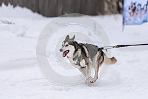 Sled dog racing. Husky sled dogs team in harness run and pull dog driver. Winter sport championship competition